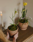 The Tuscan Plant Pot