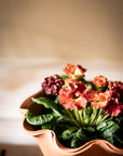 The Fine Frilly Plant Pot