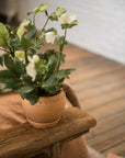 The Tuscan Plant Pot