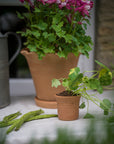 Tuscan Terracotta Cups