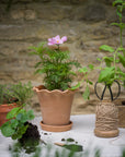 Garden Twine & Scissors (in cotton bag)