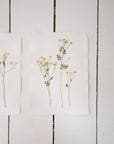 Pressed Wildflower Prints