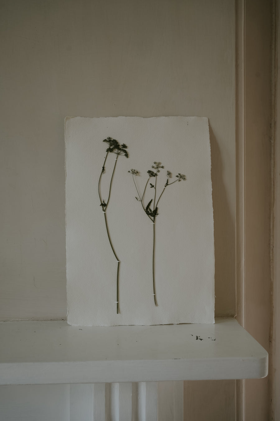 Pressed Wildflower Prints