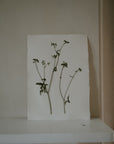 Pressed Wildflower Prints