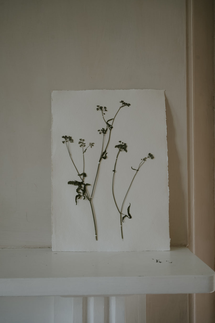 Pressed Wildflower Prints