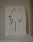 Pressed Wildflower Prints