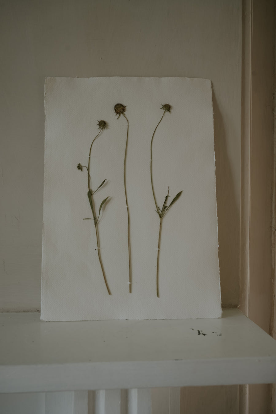 Pressed Wildflower Prints