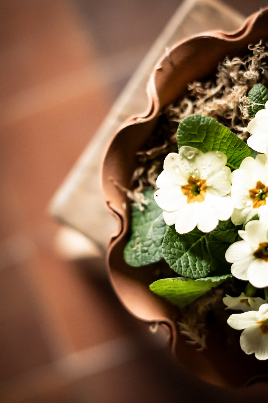 The Fine Frilly Plant Pot