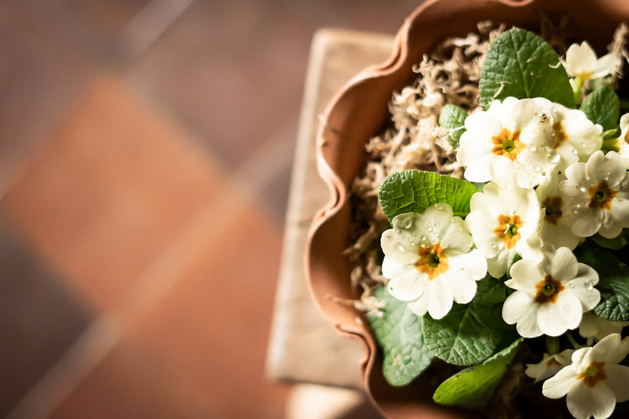 The Frilly Plant Pot