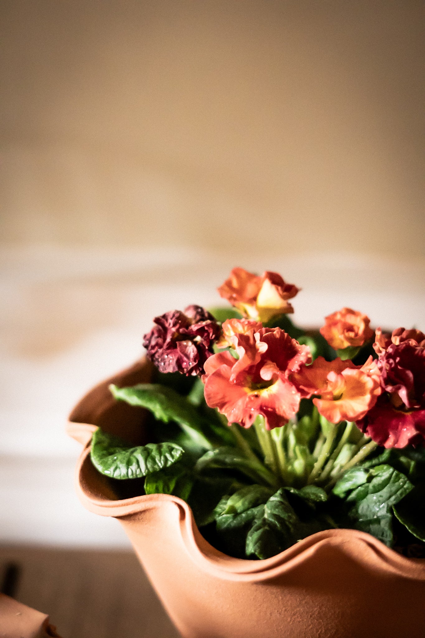 The Fine Frilly Plant Pot