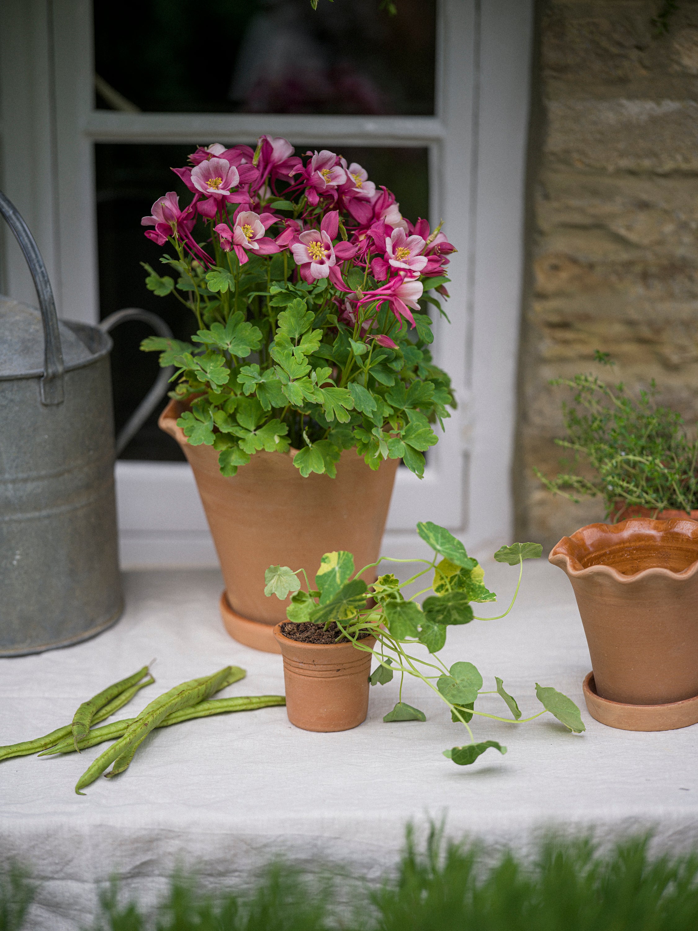 Tuscan Terracotta Cups