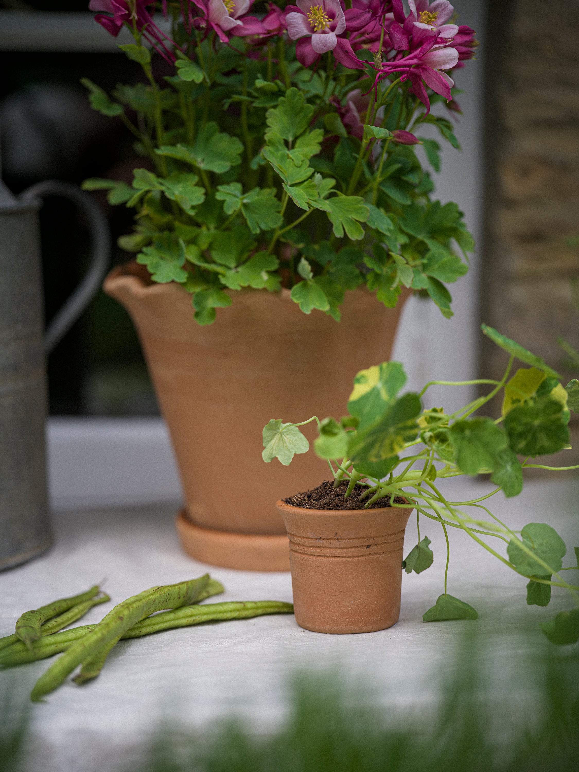 Tuscan Terracotta Cups