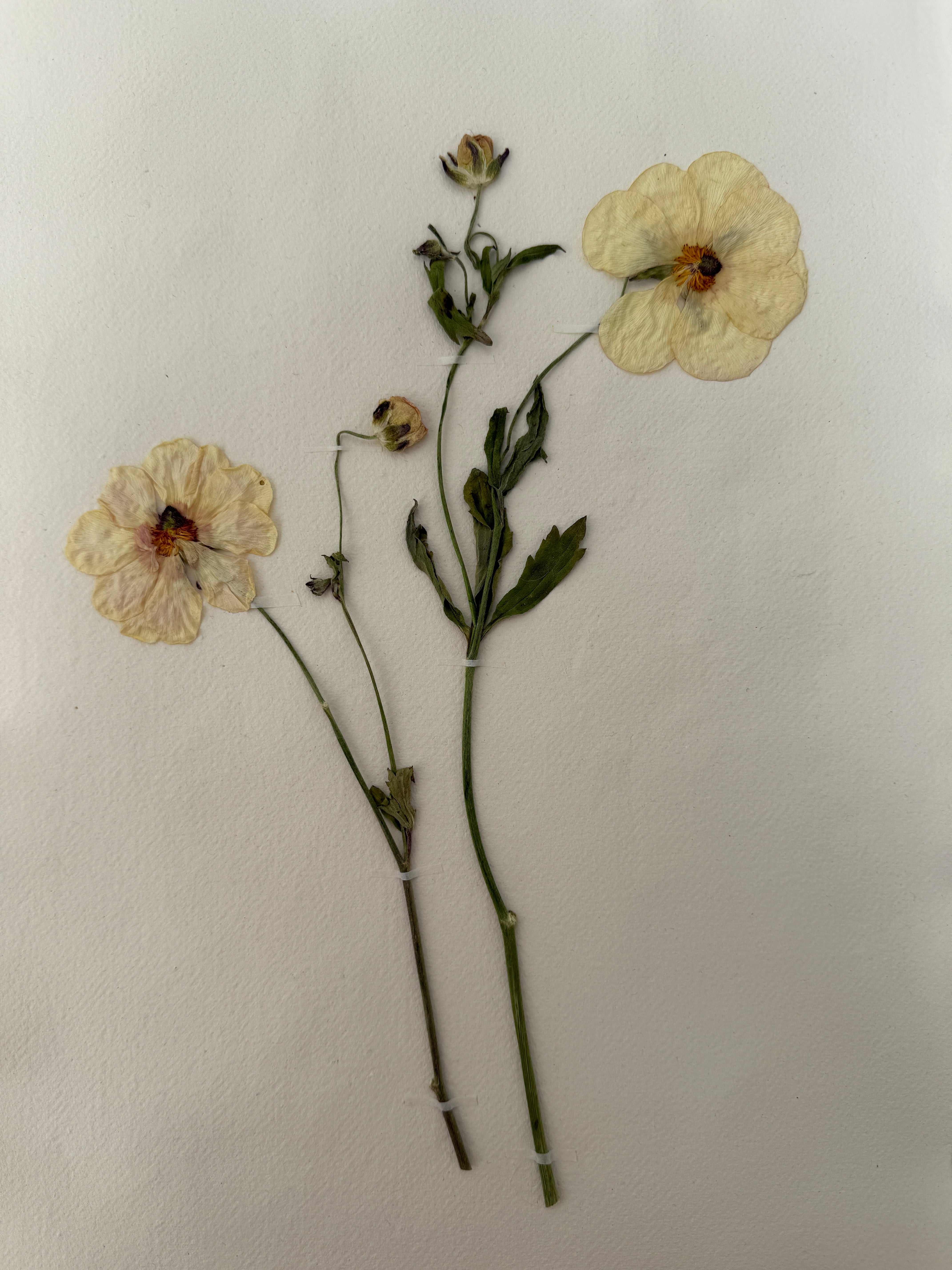 Pressed Wildflower Prints