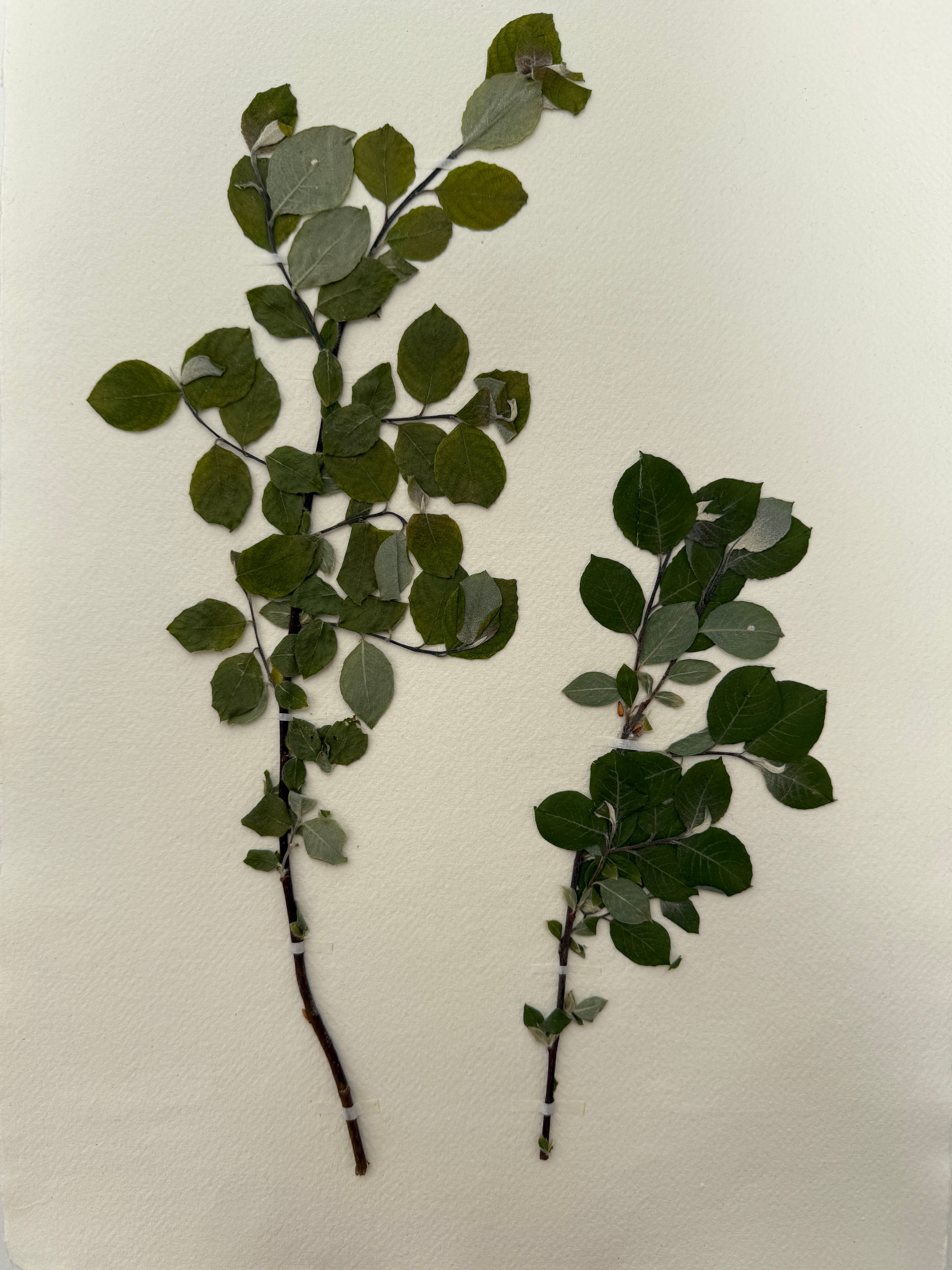 Pressed Wildflower Prints