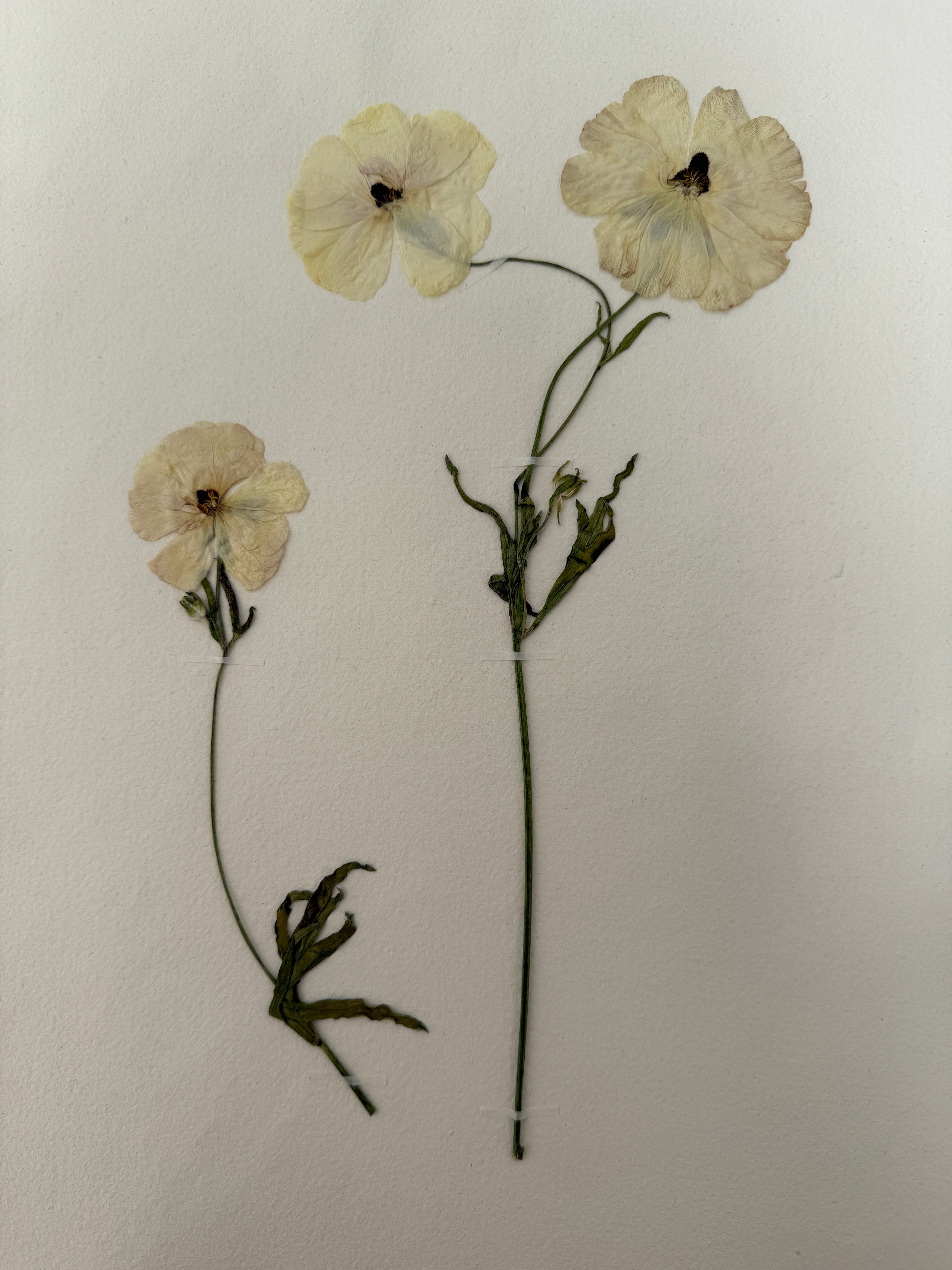 Pressed Wildflower Prints