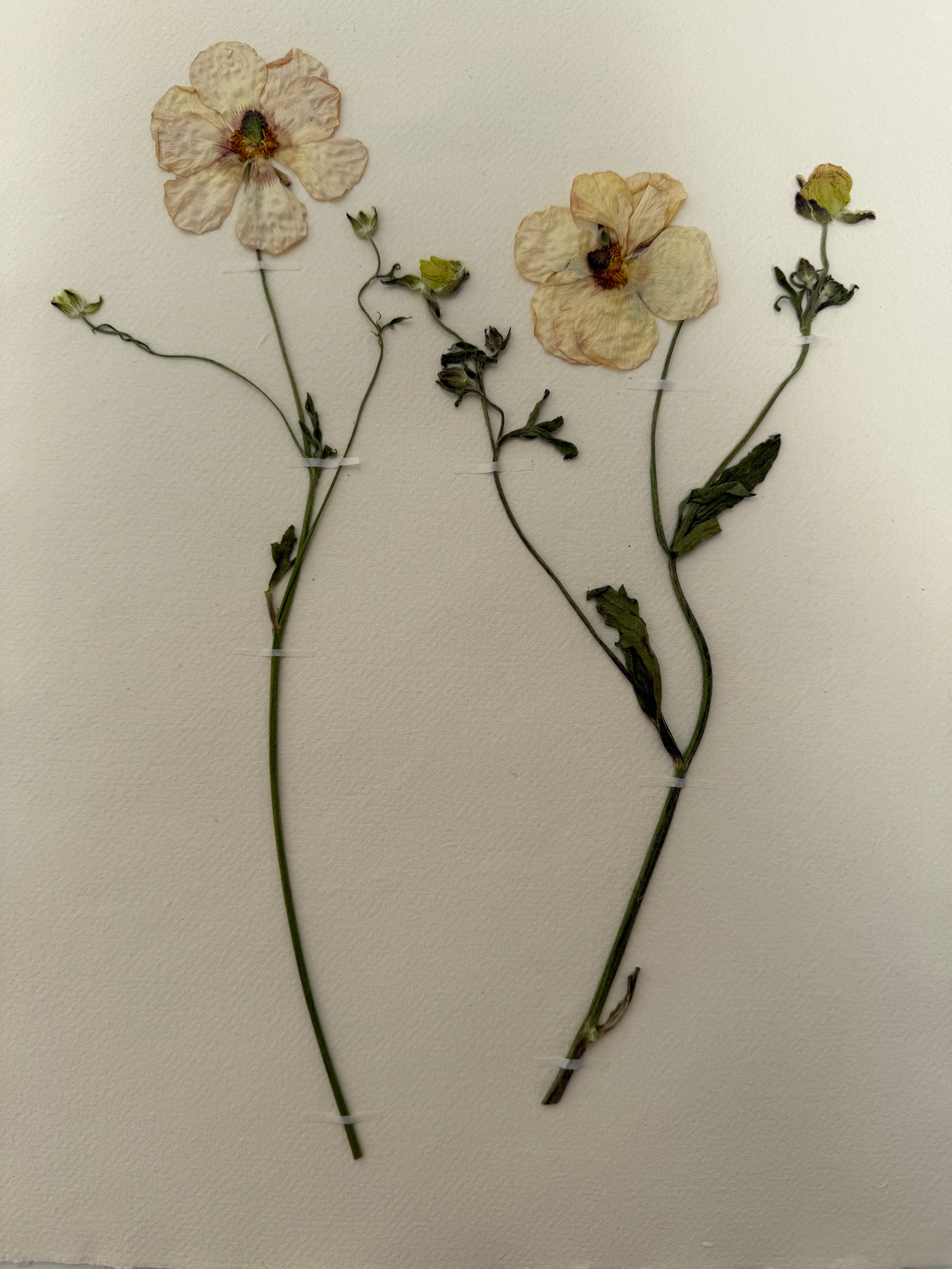 Pressed Wildflower Prints