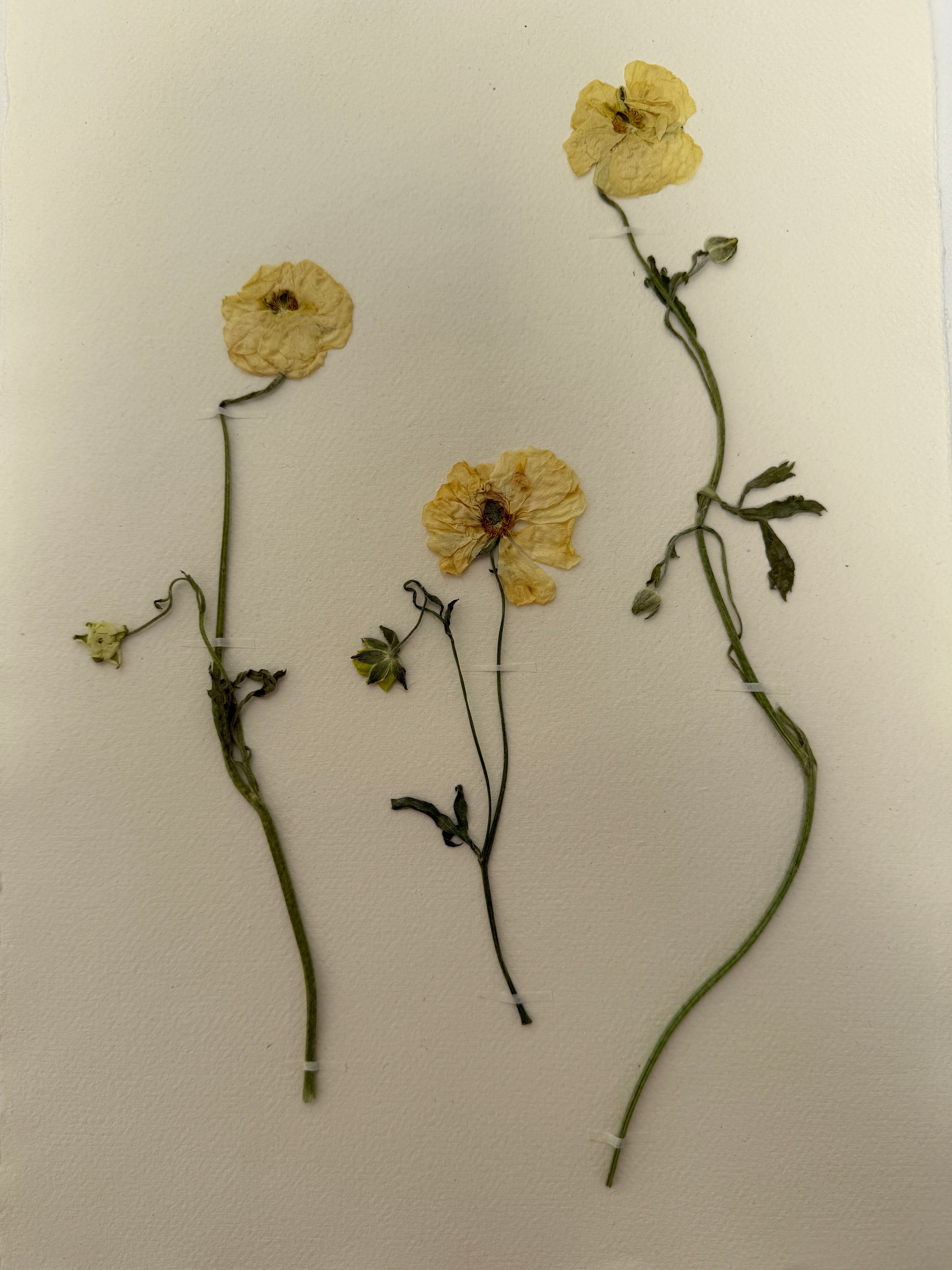 Pressed Wildflower Prints