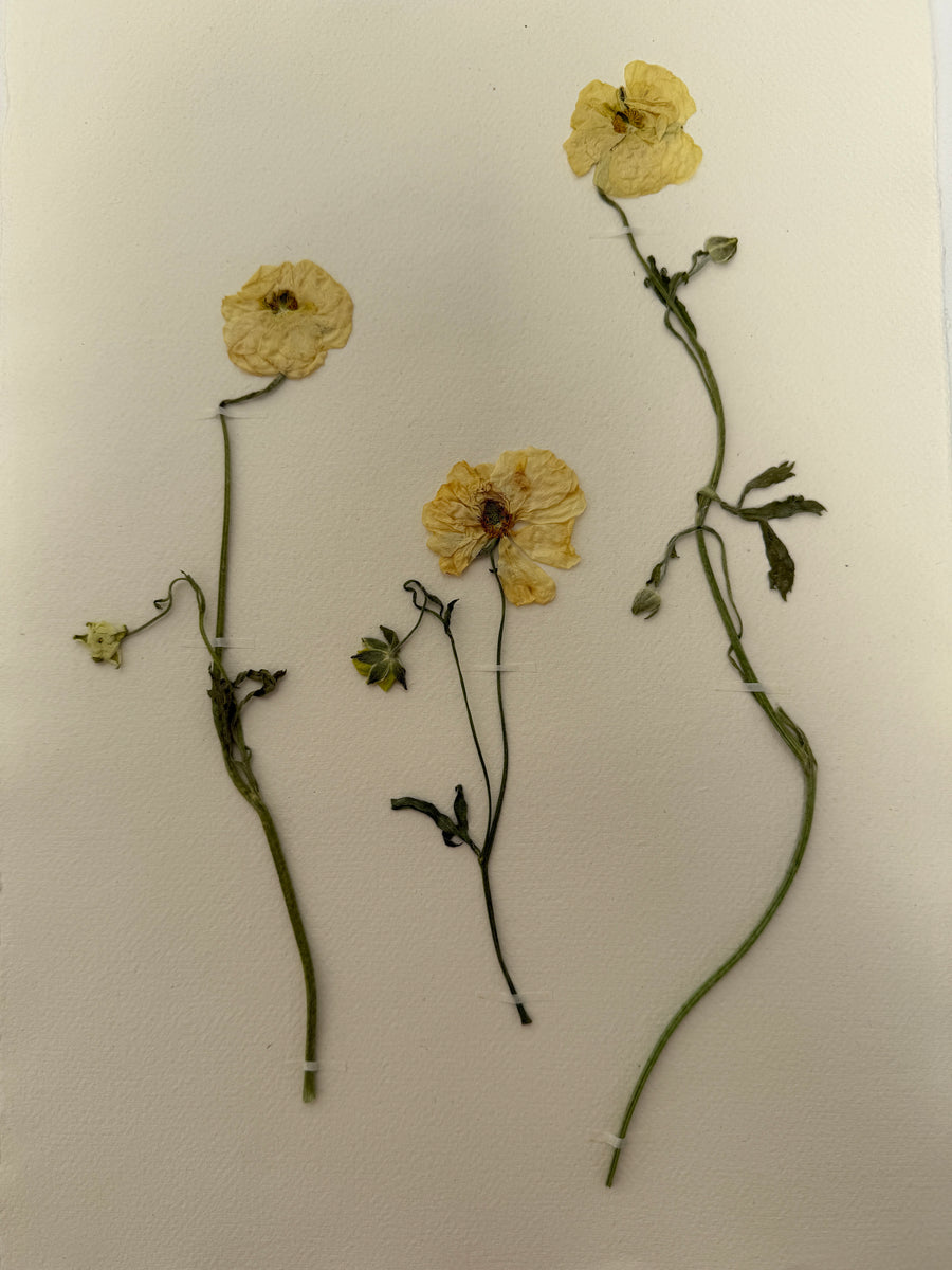 Pressed Wildflower Prints