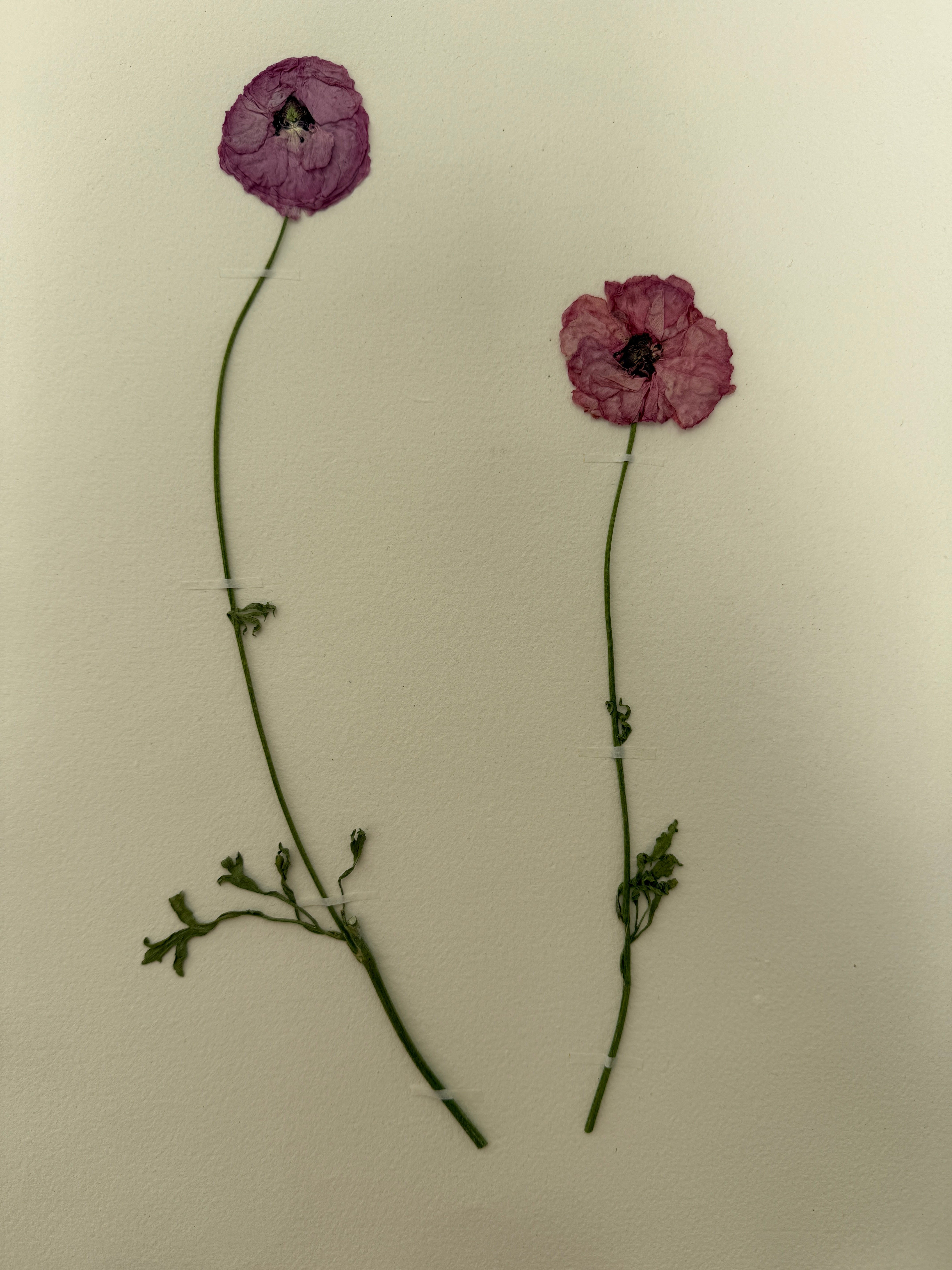 Pressed Wildflower Prints