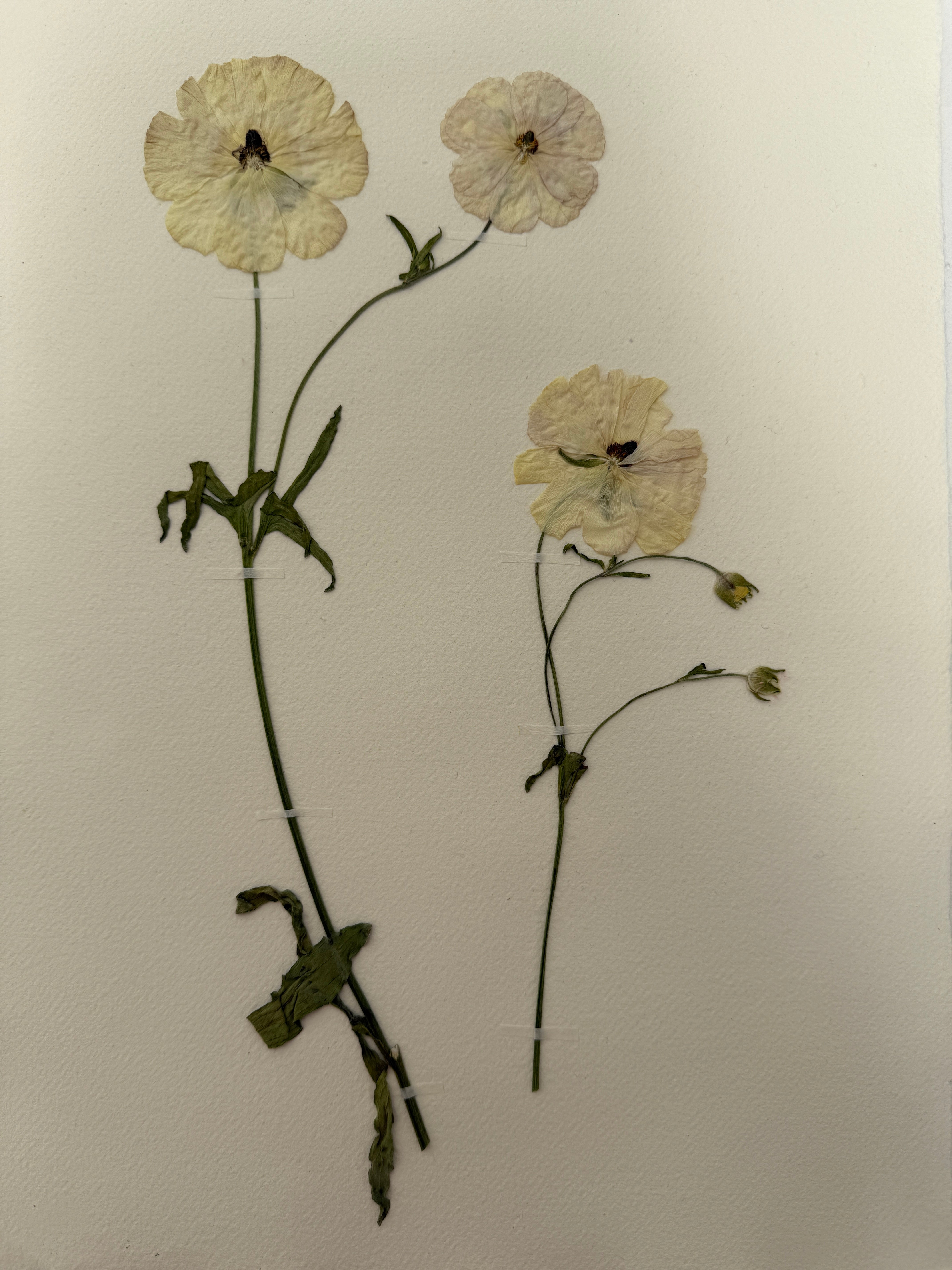 Pressed Wildflower Prints