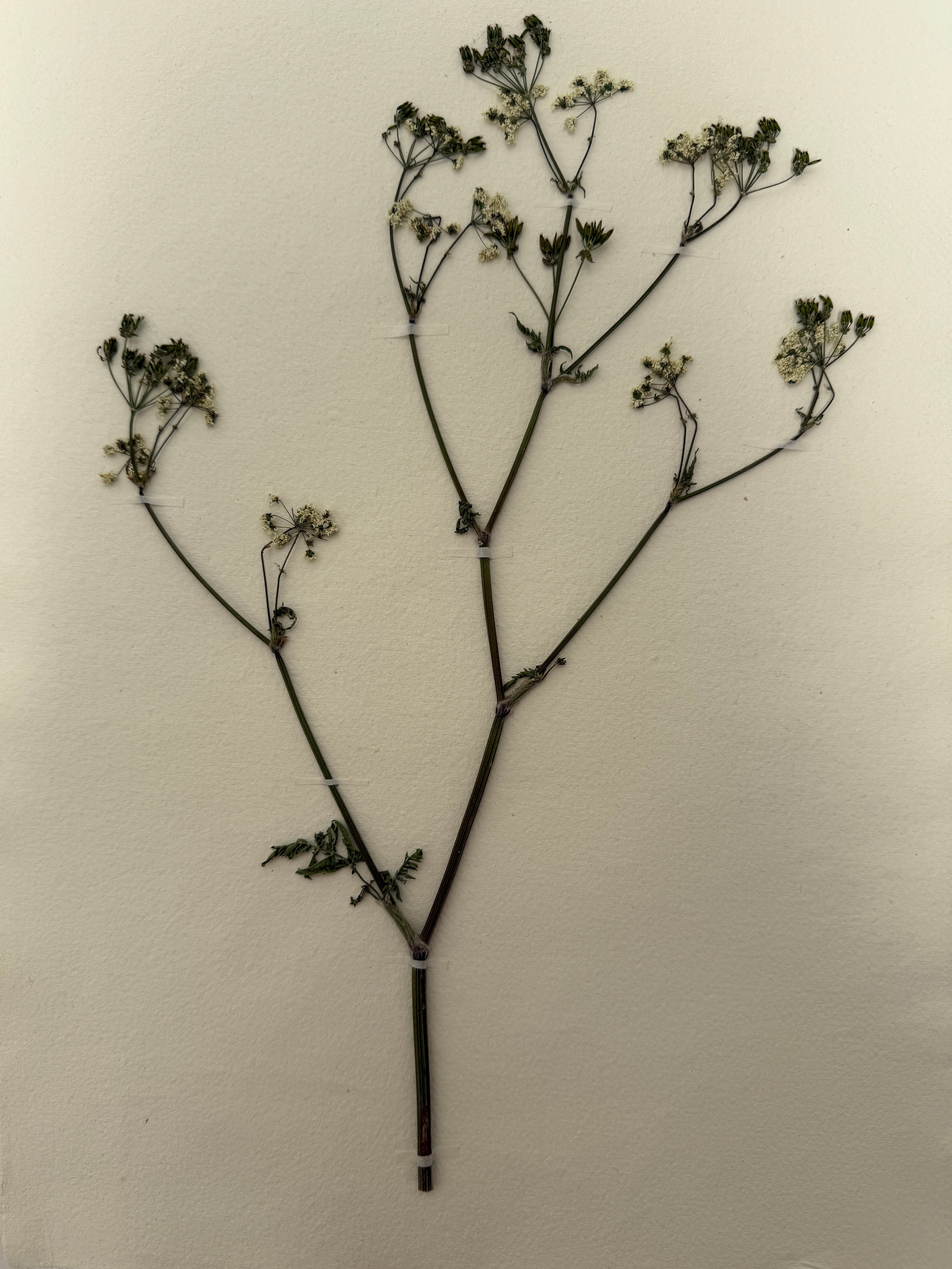 Pressed Wildflower Prints