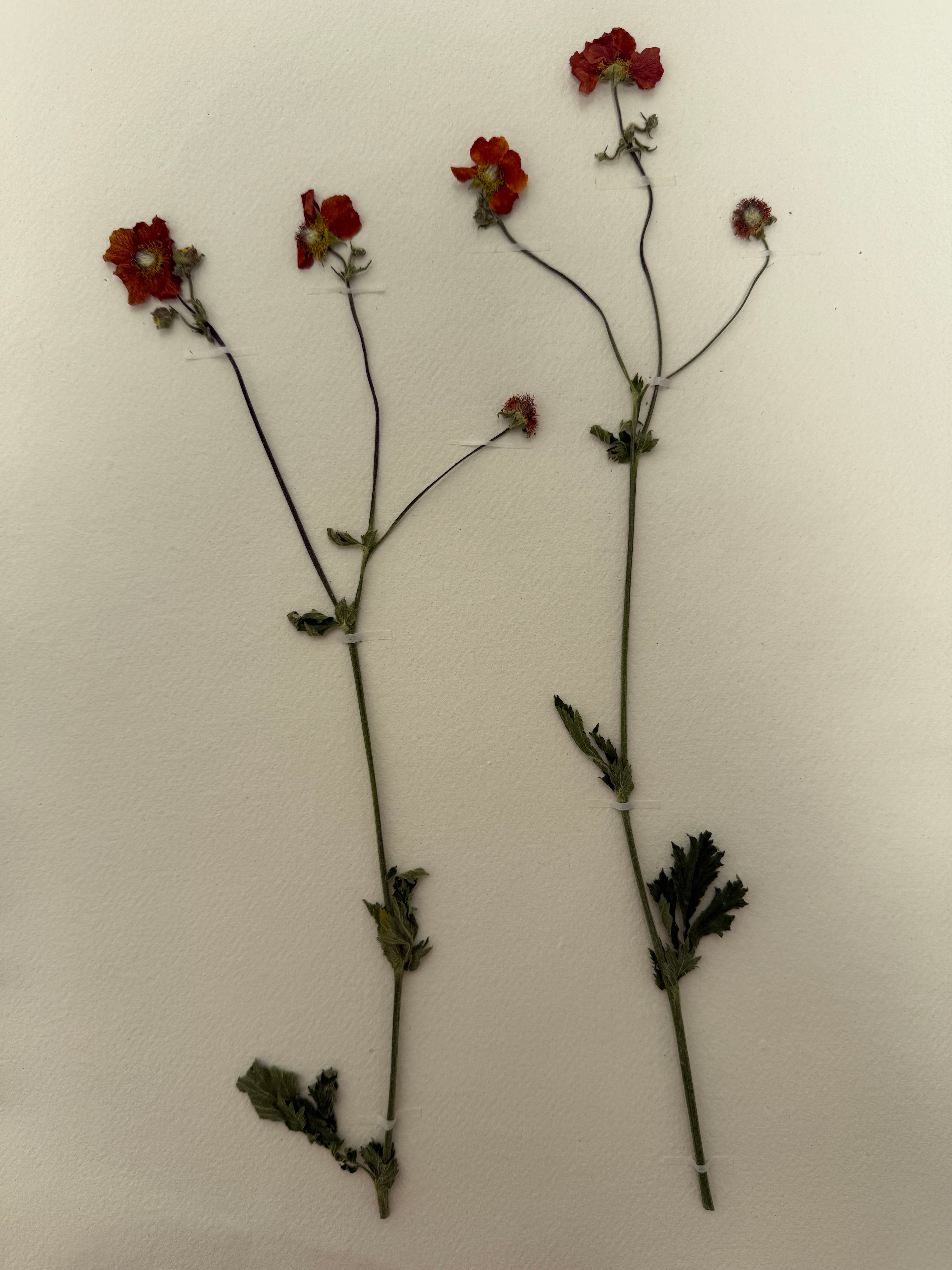 Pressed Wildflower Prints