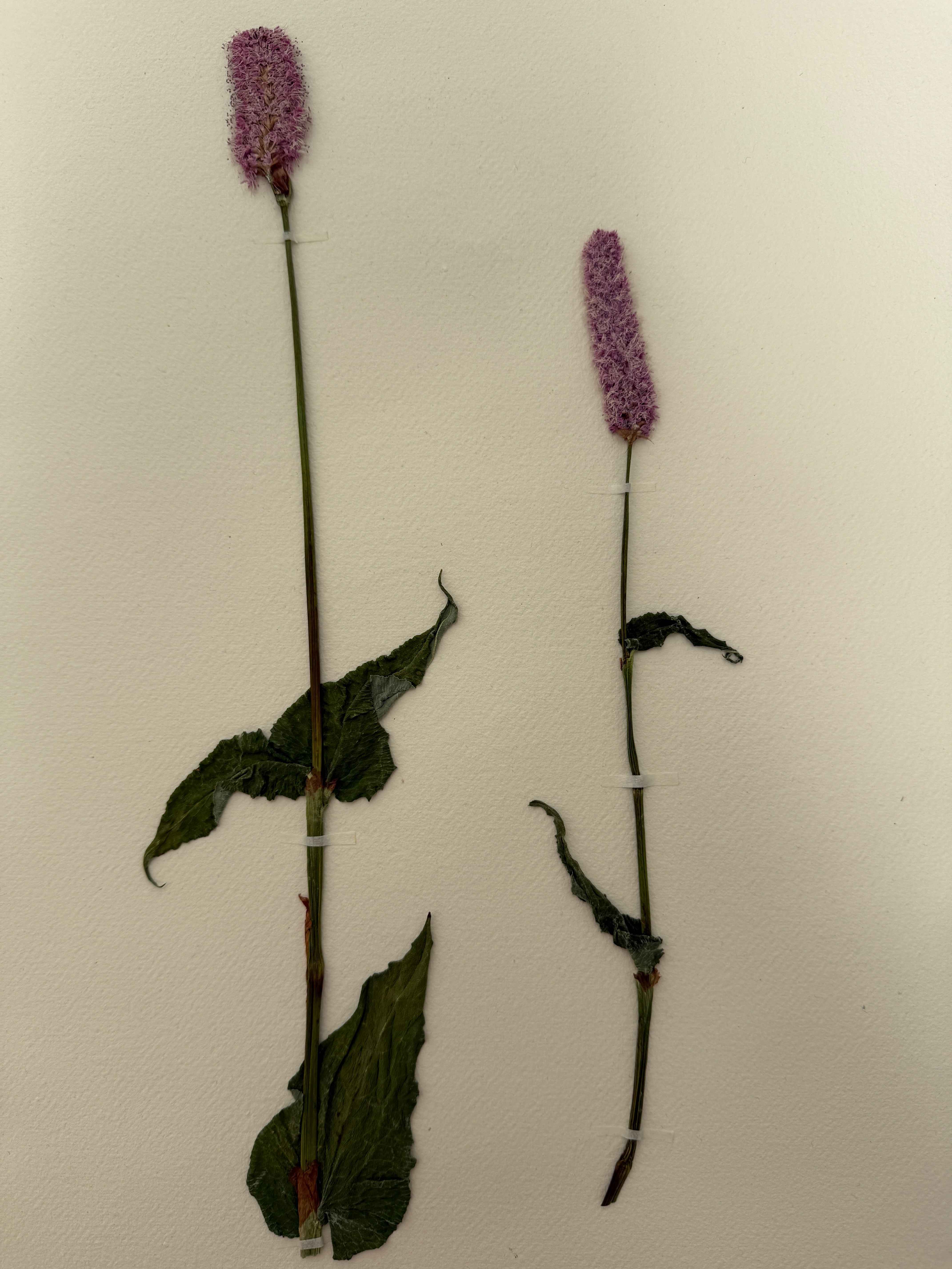 Pressed Wildflower Prints