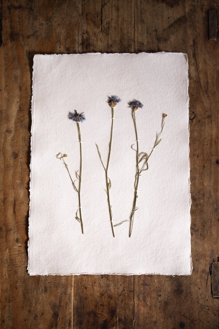 Pressed Wildflower Prints