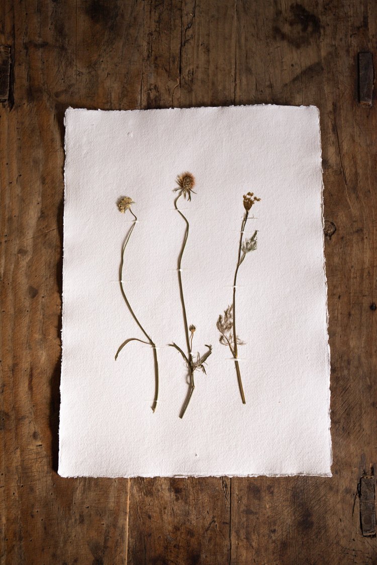 Pressed Wildflower Prints